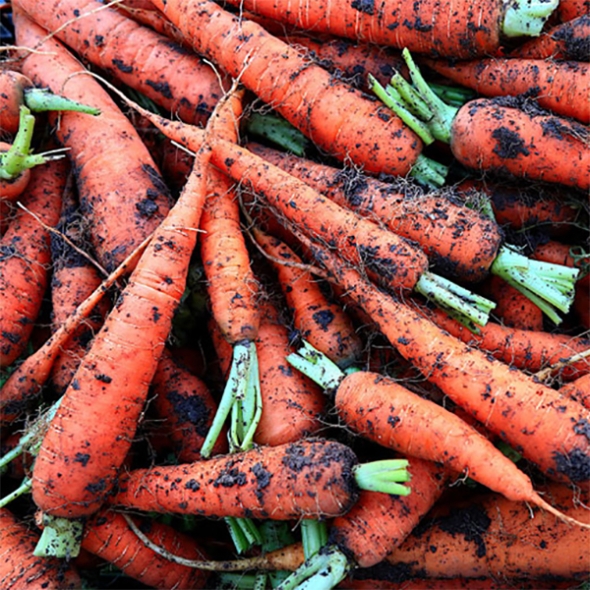 [하늘농장] 남도 햇 흙당근 3Kg /5Kg (중품/상품/혼합)