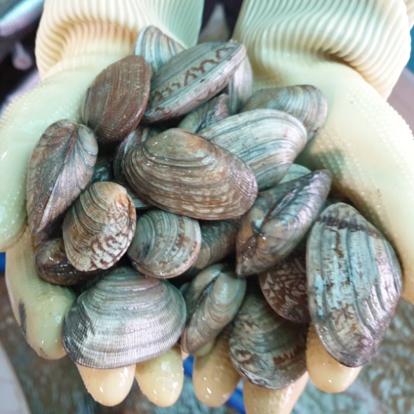[바라봄] 남해안 활 왕바지락 1kg / 2kg / 3kg (kg당 45미내외)