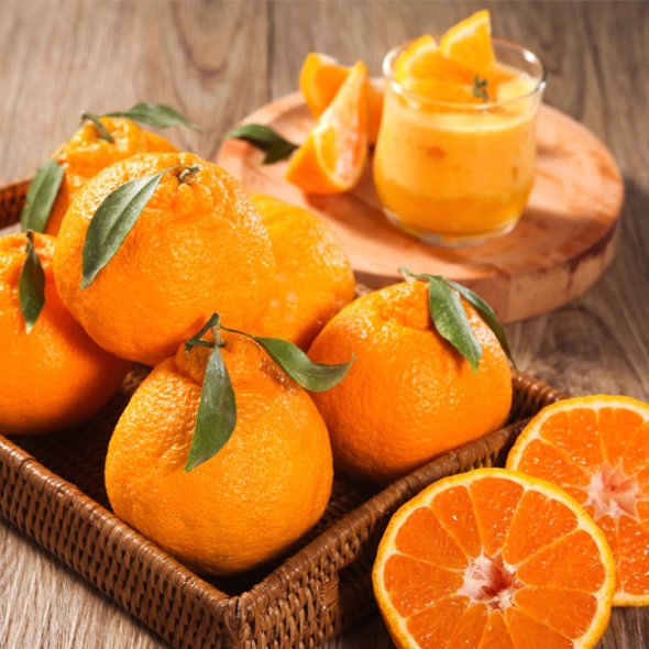 [농협] 한아름드린 한라봉세트 3kg(특15과내)  1박스/2박스