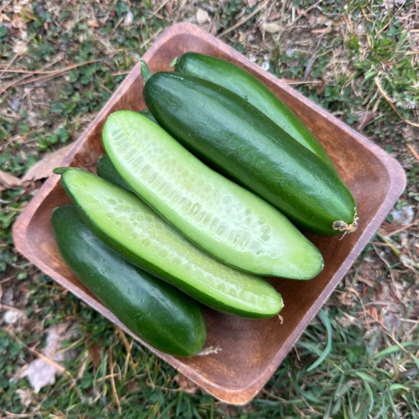 [자연농장] 국내산 아삭 미니오이 500g/1Kg/2Kg