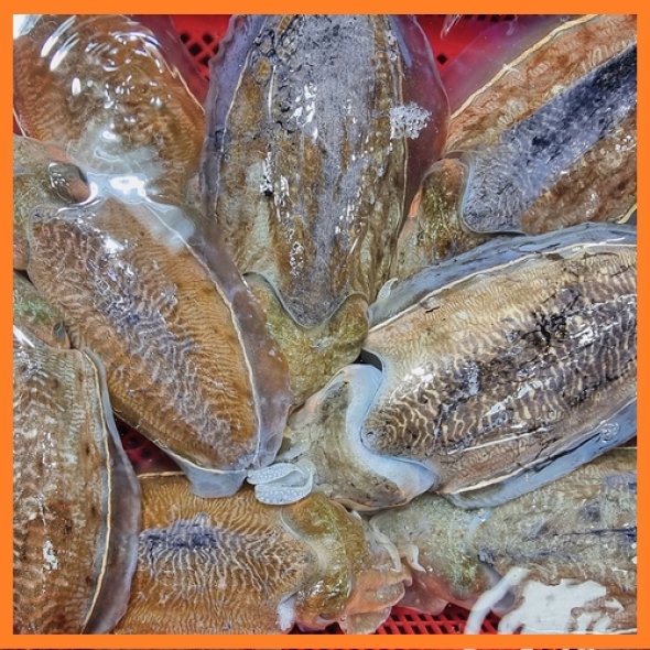 [한결스토어]가 살려서 보내드리는 생물 활 갑오징어 1kg (2-4미)