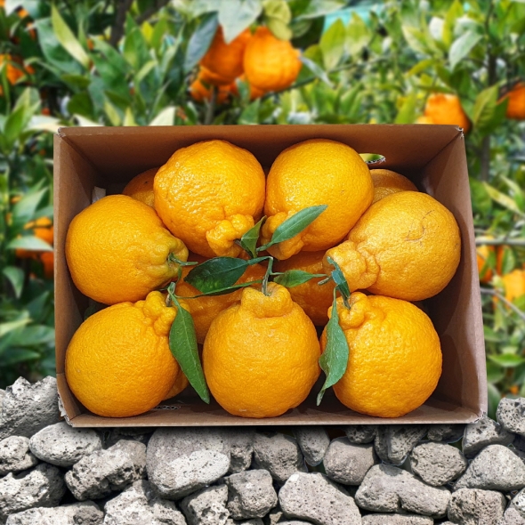 [미가원] 제주직송 돌담농장 가정용 한라봉 2,5kg 소과(13-20과 내외)