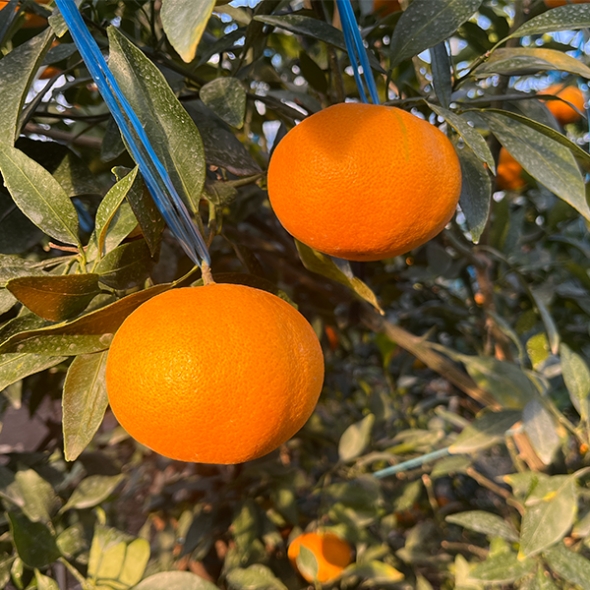 제주직송 실속형 과즙톡톡 레드향 2.5kg/4.5kg