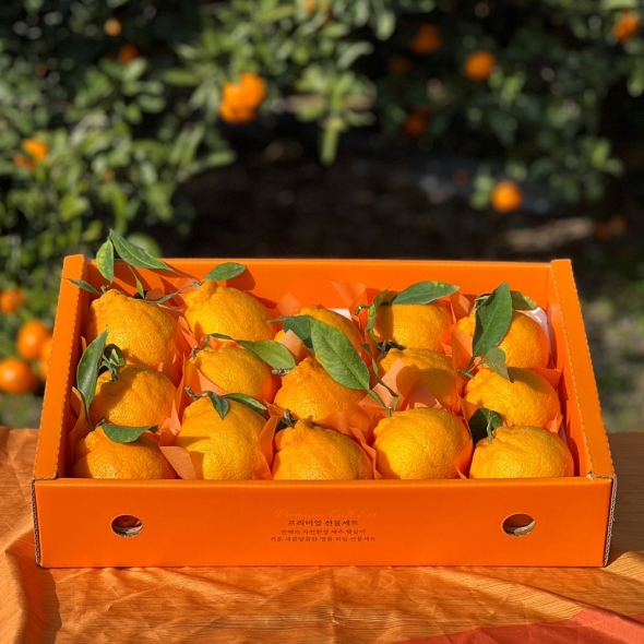 [미가원] 제주직송 돌담농장 선물용 한라봉 4.5kg 소/중/대과