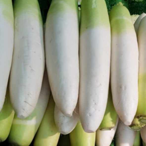 [하늘농장] 남도 특품 세척무 5kg/10Kg