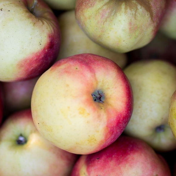 [베네팜] 청송 꿀부사 사과 2kg/3kg/5kg (미색)