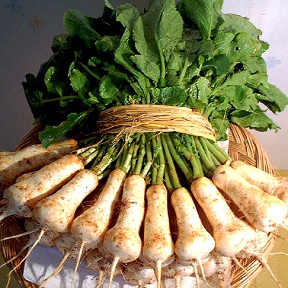 [예약배송]태안 알타리 무절임 10kg