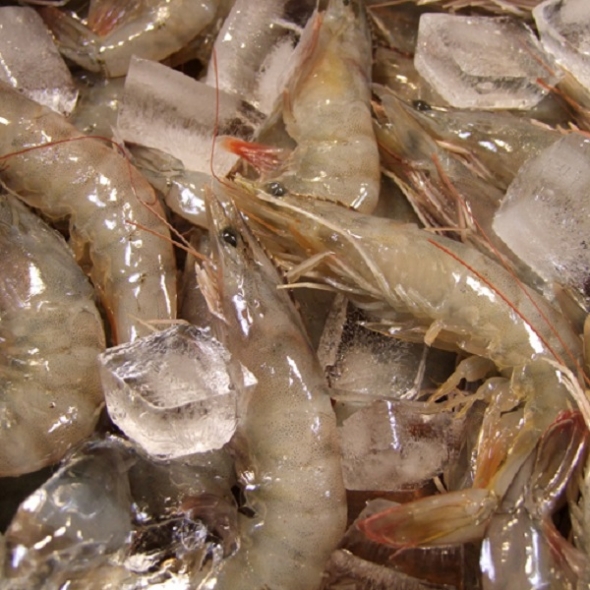 국내산 양식 왕새우(급냉) 1kg(30미 내외) + 천일염