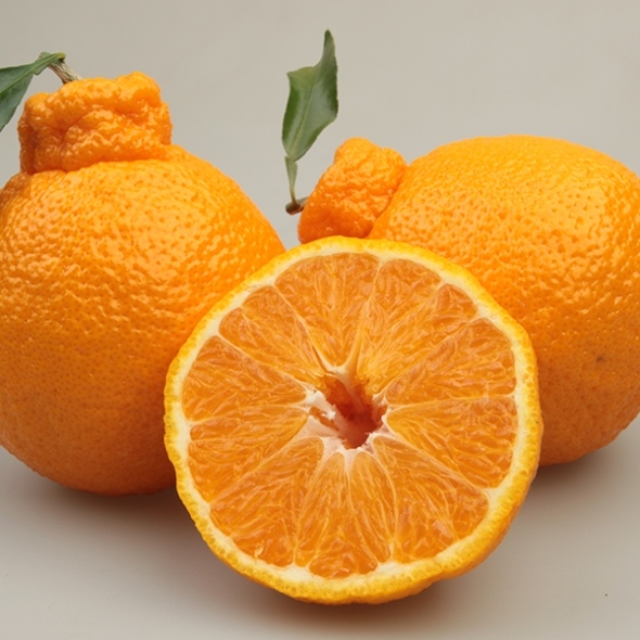 제주직송 실속형 새콤달콤 한라봉 2.5kg/4.5kg