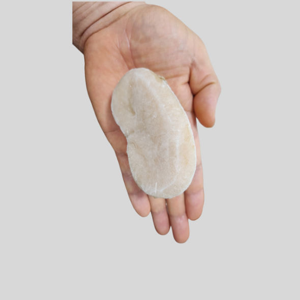 홍지수산  키조개 관자