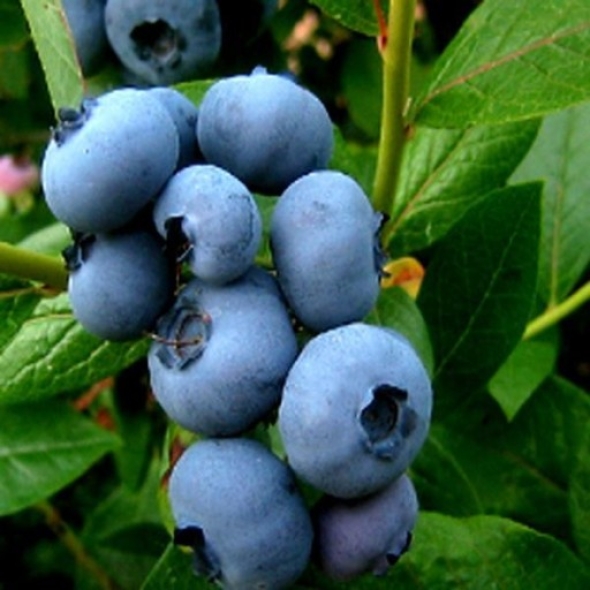 칠레산 생블루베리 특 120g 2팩/4팩/8팩/10팩 새콤달콤슈퍼푸드