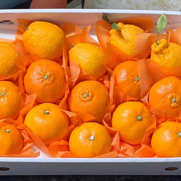 [미가원] 제주직송 돌담농장 한라봉/천혜향/레드향 혼합 2.5kg/4.5kg (선물용)