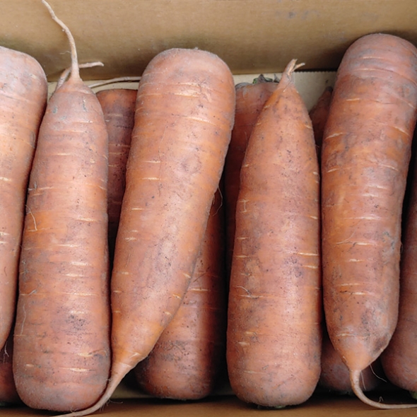 [뜰안애] 보석 흙당근 3kg/5kg/10kg(사이즈랜)