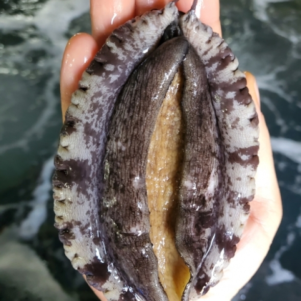 [국내산] 완도 활전복 1kg 산소포장+손질칼 증정