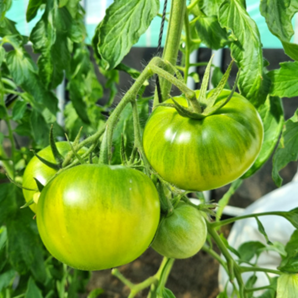 부산 대저 짭짤이 토마토