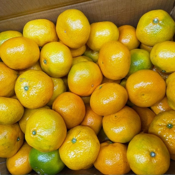 제주  하우스 감귤 실중량  2kg 5kg 10kg