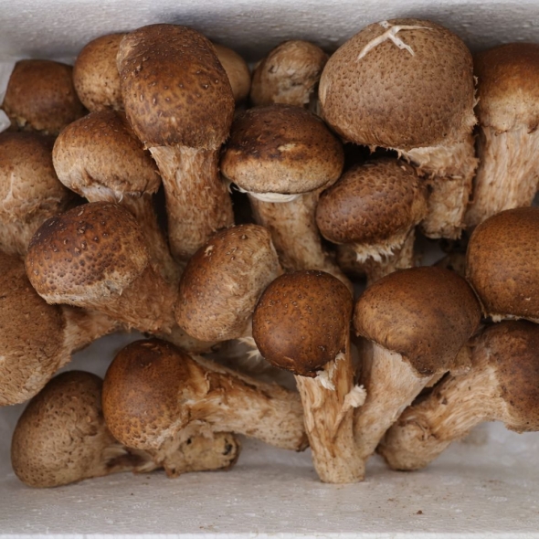 [가락시장] 국내산 참송이버섯 1kg (못난이/특품)