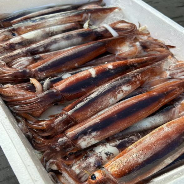 100%국내산 동해안 생물오징어  채낚기 급냉 1kg