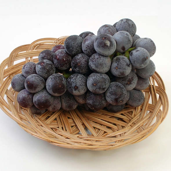 [햇살로] 고당도 거봉포도 900g내외(1~2송이)/1.5kg(2~3송이)