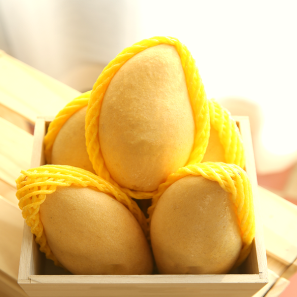 당도선별 고당도 골드 망고