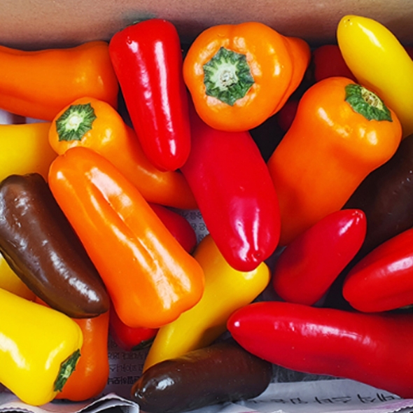 [하늘농장] 아삭한 미니파프리카 500g/1kg/1.5kg/2kg