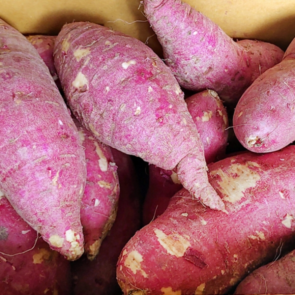 [뜰안애] 보석 꿀밤고구마 3kg/5kg/10kg(한입60g이하)