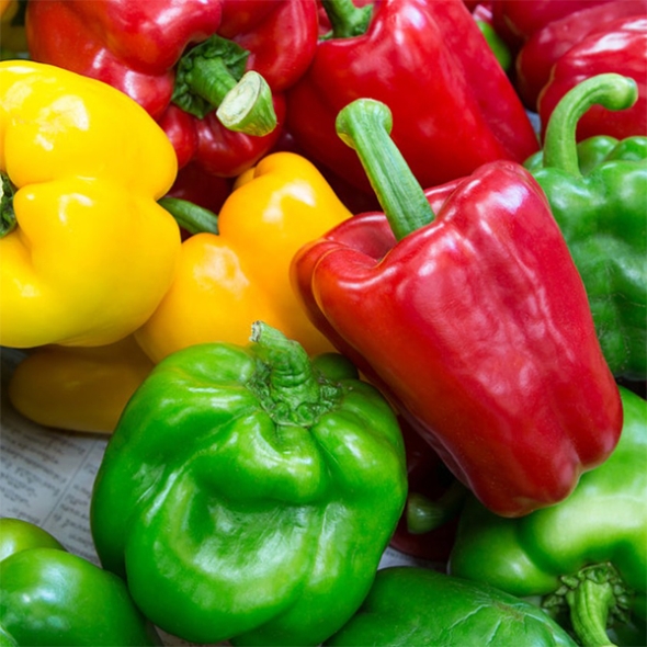 [하늘농장] 국내산 못난이 파프리카 1kg/2kg/3kg (크기/색상랜덤)