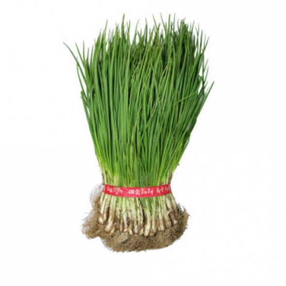 [국내산]흙쪽파 (옵션선택:2단/5단)