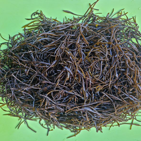 홍지수산 해조류 생 파래  생톳 물미역 곰피 매생이냉동 소량발송가능