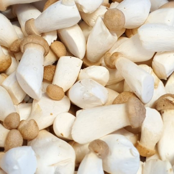 [하늘농장] 남도 미니 새송이버섯(솎음용) 1kg/2Kg