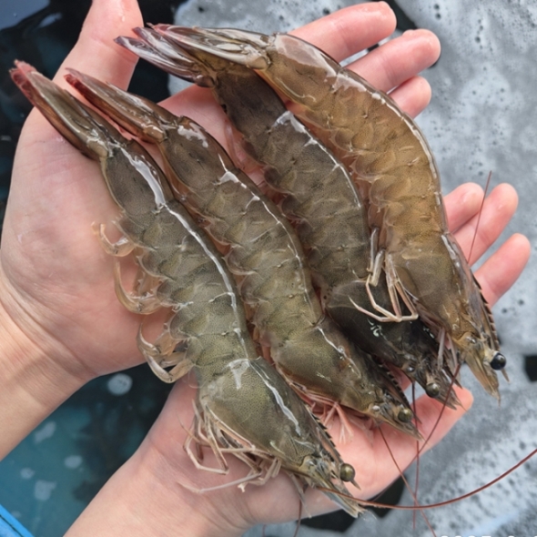 국내산 생물 흰다리새우 500g 1kg 30-35미내외 대하제철 왕새우