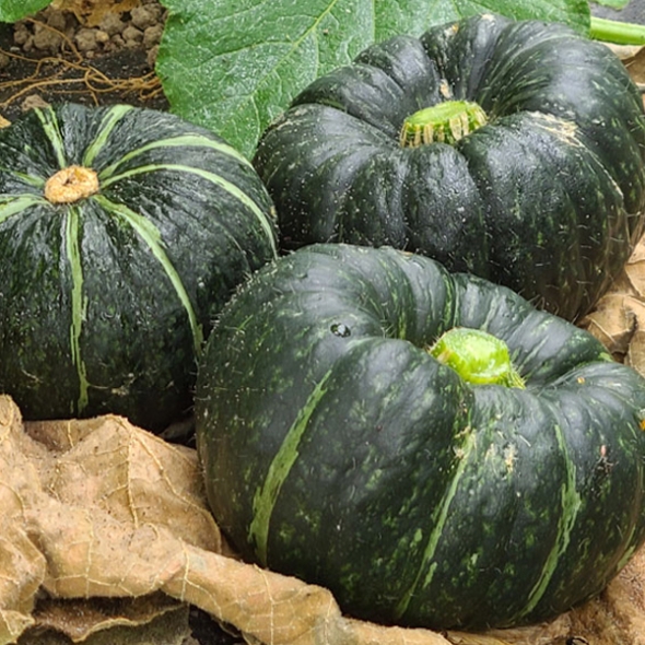 [하늘농장] 남도 미니 밤호박 1kg/2Kg/3Kg/4Kg (특품)