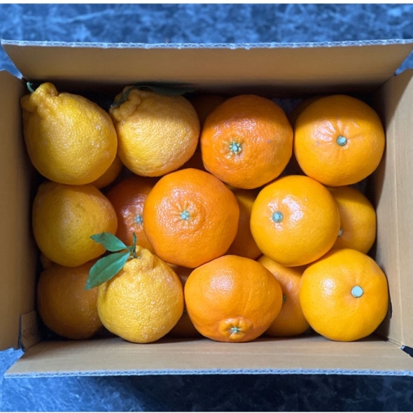 [미가원] 제주직송 돌담농장 한라봉/천혜향/레드향 혼합 2.5kg/4.5kg (가정용)