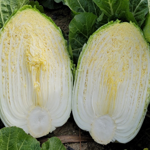 [하늘농장] 남도 생배추(통배추) 1망(3포기) 