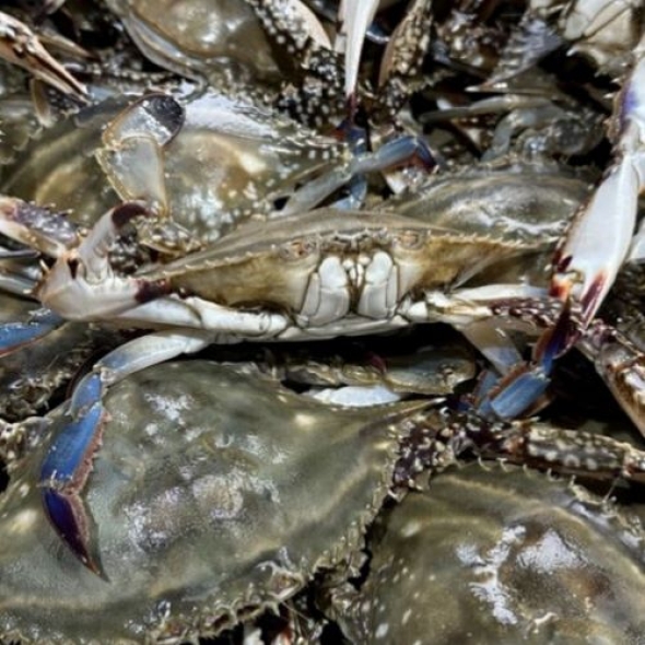 [산지직송] 26년 서해안 햇 숫꽃게 [1kg]