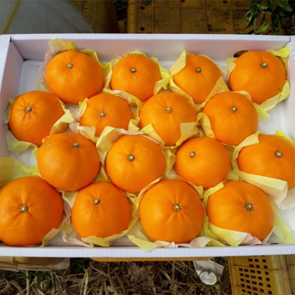 [미가원] 제주직송 돌담농장 선물용 쳔혜향 4.5kg 소/중/대과