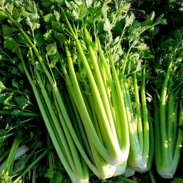 [하늘농장] 남도 특품 샐러리(셀러리) 1단/2단