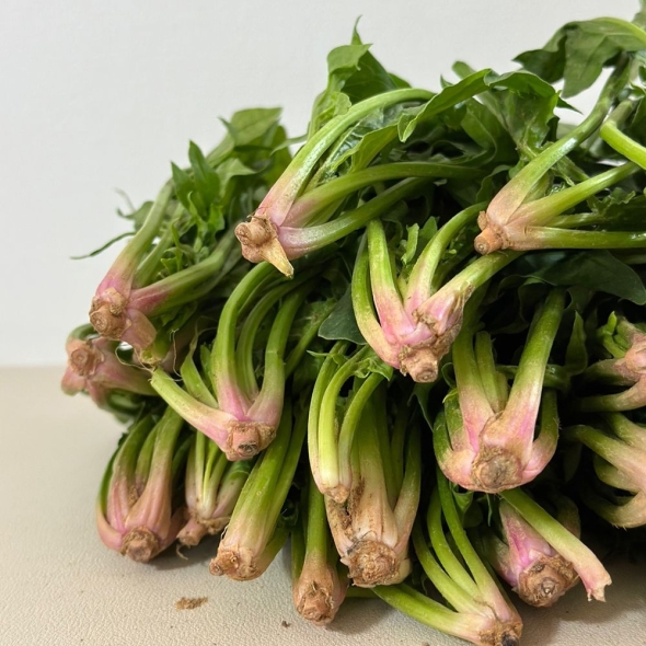 [자연농장] 남해 보물초 시금치 500g/1kg/1.5kg/2kg/3kg/4kg