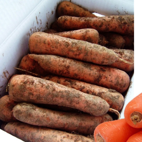 [만원의 행복] [국내산]흙당근_중량 옵션선택