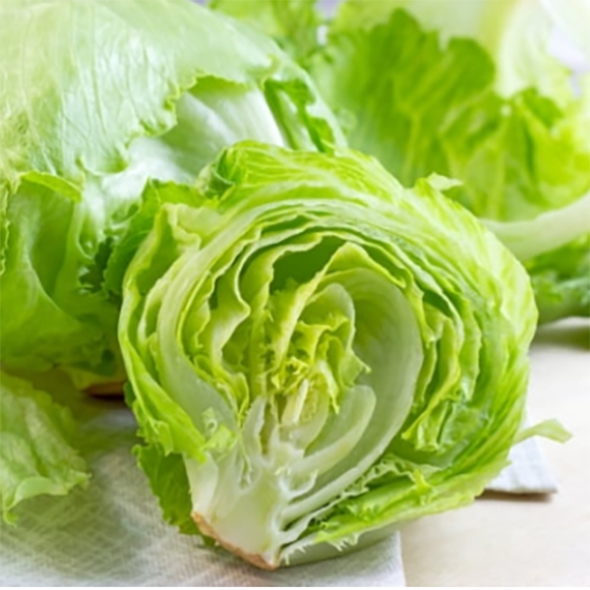 [하늘농장] 남도 양상추 2통/4통/6통 (개당평균 400-600g)