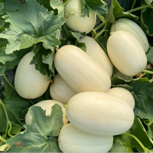 [바라봄] 당도좋은 고령 설향 메론 2kg(3~6과)/3kg(4~8과)/5kg(6~12과)