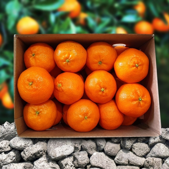 [미가원] 제주직송 돌담농장 가정용 레드향 2.5kg/4.5kg