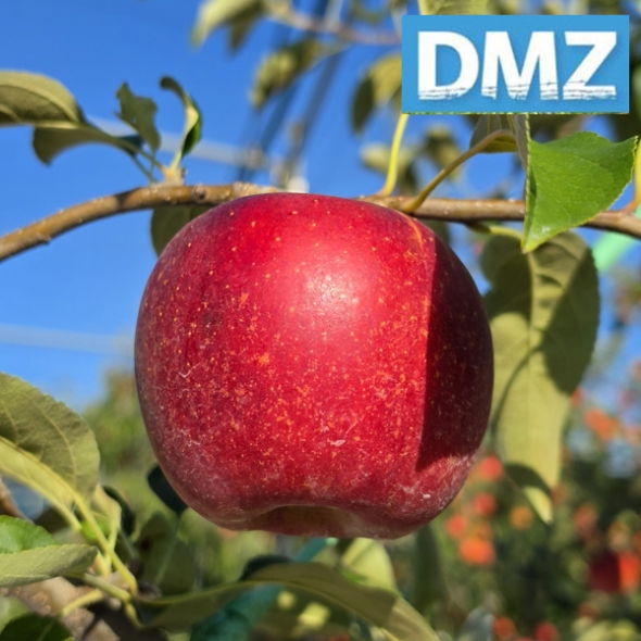 [첫출하/DMZ 철원사과] 고당도 철원사과 아리수/홍로 [3kg-5kg]