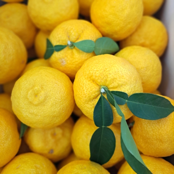 고흥 햇 유자 생과 2kg/3kg/5kg