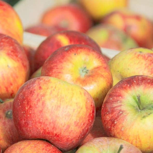 [베네팜] 청송 꿀부사 사과 2kg/3kg/5kg (가정용)