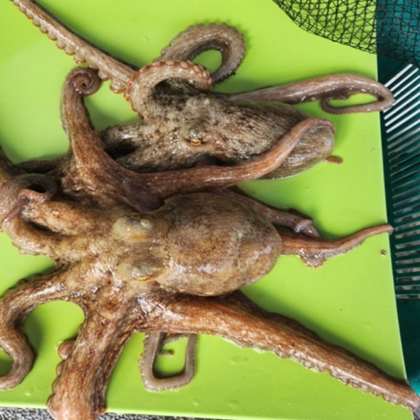 고흥바다에서 올라온 싱싱한 활문어 진한바다향 1kg
