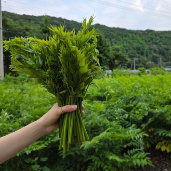농장 새벽 직송 여름 두릅 가시없는 제철 나물 국내산 1kg