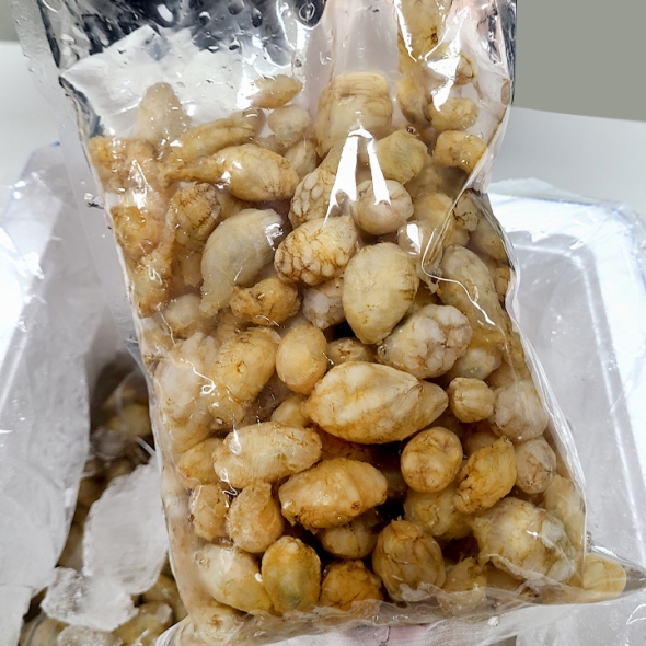 경상남도 마산 진동 당일잡은 국내산 오만둥이(미더덕) 500g+500g