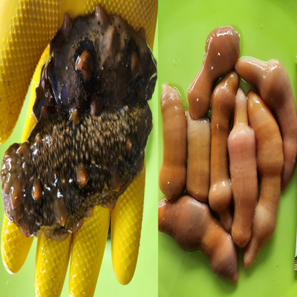 홍지수산 중소사이즈 개불5마리 해삼500g  활멍게 전복 소사이즈 소량씩 판매 