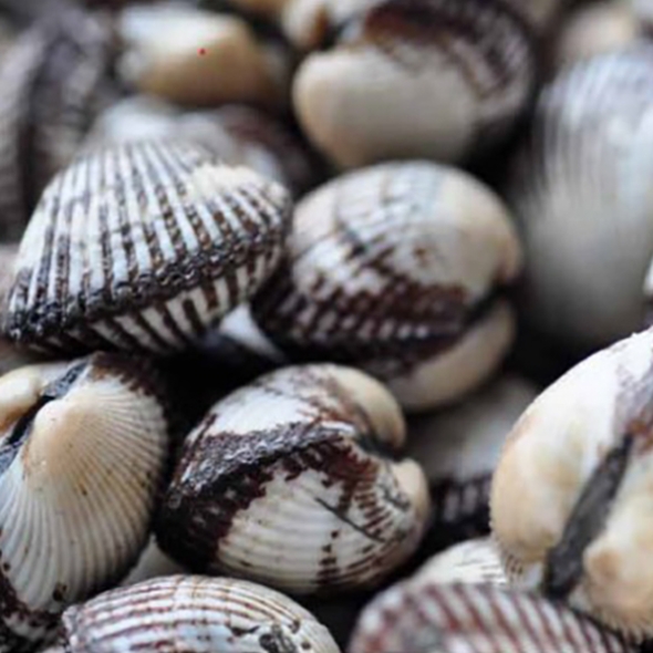 [하늘농장] 당일채취 벌교 새꼬막 2kg/3kg/5kg (중/소/대혼합)